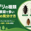 ゴキブリの種類と特徴解説