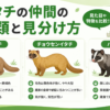 イタチの仲間の種類と見分け方（ニホンイタチ・チョウセンイタチ・ハクビシン）