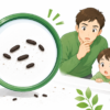 ネズミふん画像 見分け方