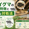 アライグマのふんの特徴と安全な対処法