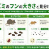 ネズミのフン 大きさ 比較
