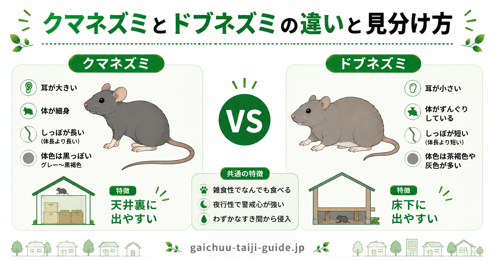 クマネズミとドブネズミの体の特徴とフンの違いを比較した図解