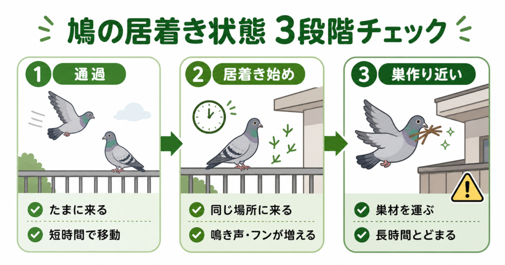 鳩の居着き状態を3段階で示す見分け方の図解