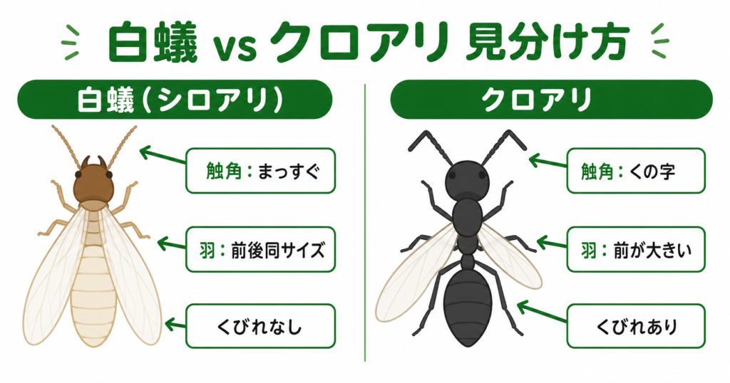 白蟻とクロアリの見た目の違い・触角・羽・腰のくびれで見分ける比較図