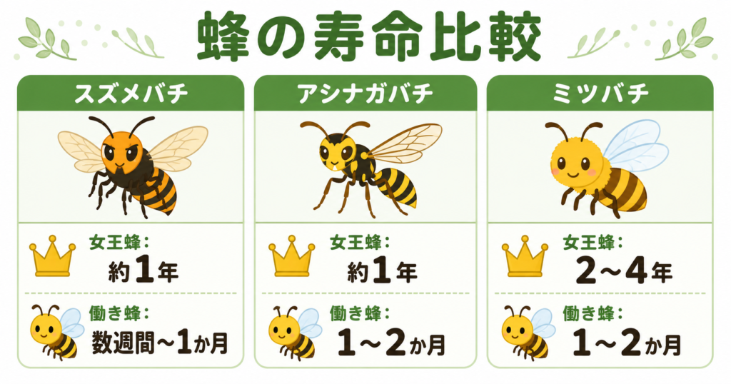 スズメバチ アシナガバチ ミツバチ 寿命 比較