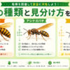 蜂の種類 見分け方 スズメバチ アシナガバチ ミツバチ