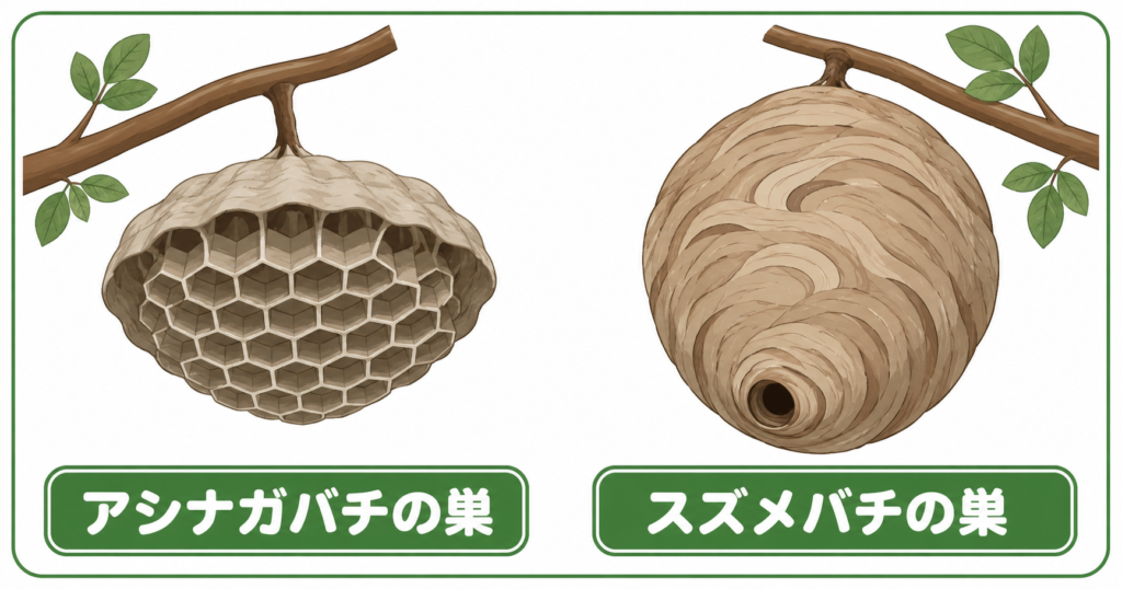 スズメバチの巣とアシナガバチの巣の形の違い比較