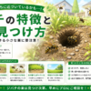ジバチ 地蜂 クロスズメバチ 巣 見つけ方