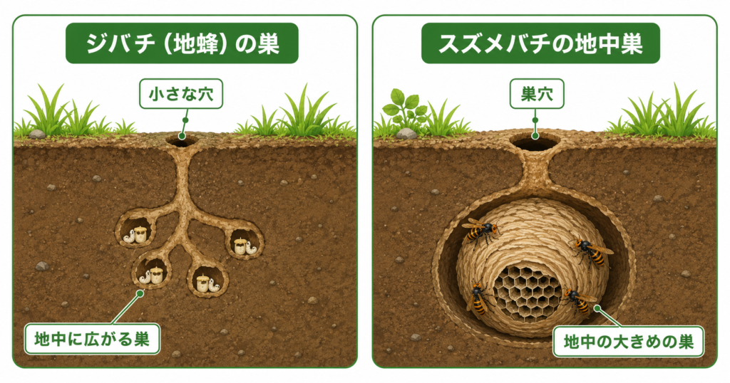 ジバチの地中巣の断面図と巣穴の見分け方