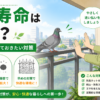 ハト寿命 ベランダの鳩対策