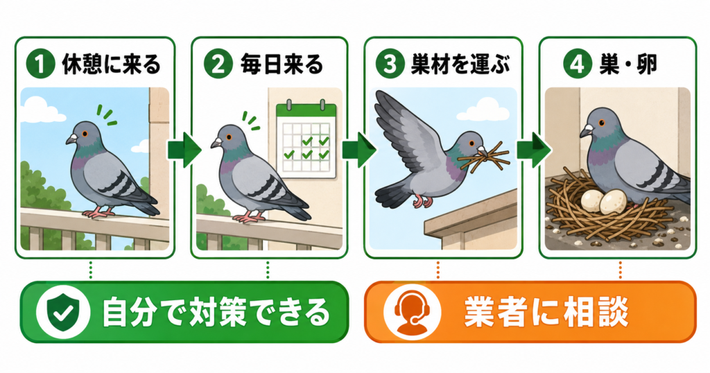 鳩の定着ステップと対策タイミングの目安
