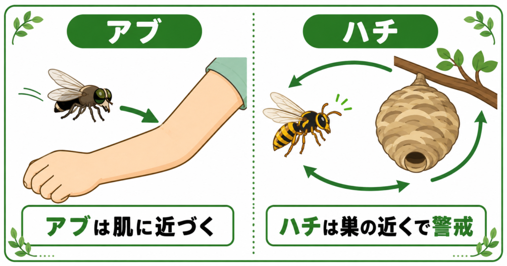 アブとハチの動き方の違いを示す比較図