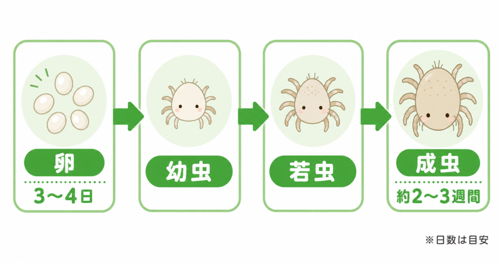 ダニ 卵から成虫までの孵化期間サイクル図