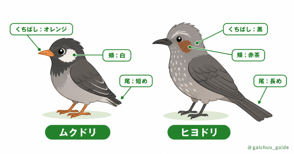 ムクドリとヒヨドリの外見の違いを示した比較イラスト