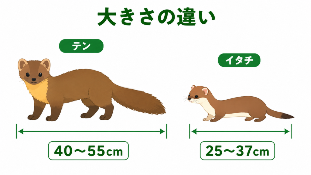 テンとイタチの体の大きさを比較したイラスト図