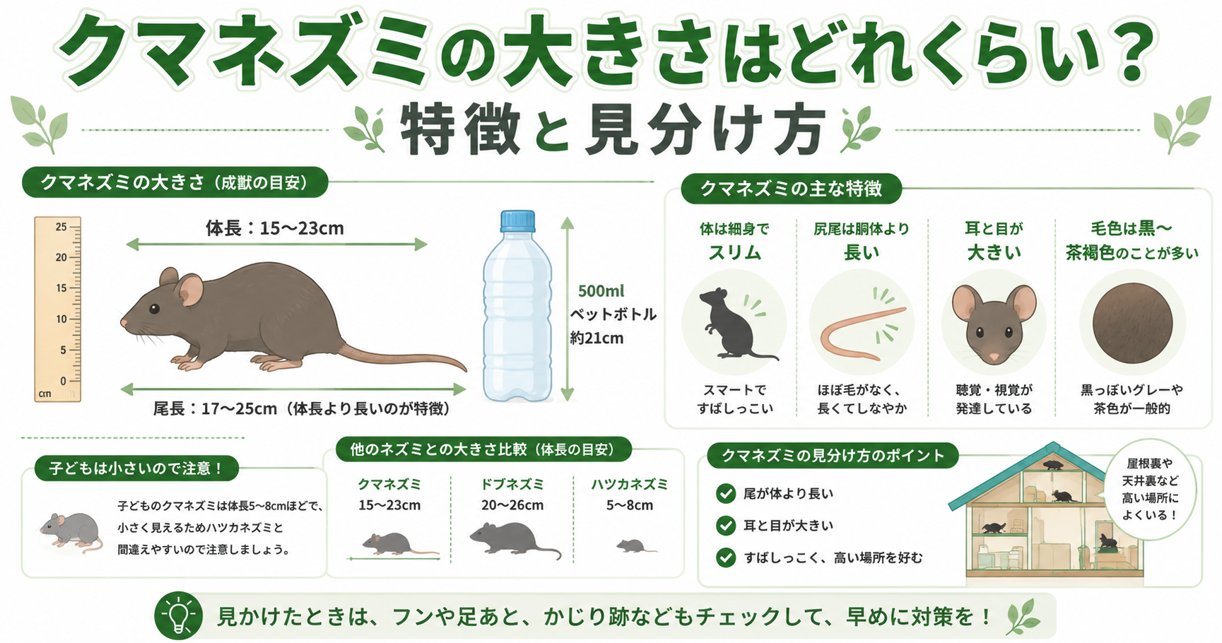 クマネズミ大きさ